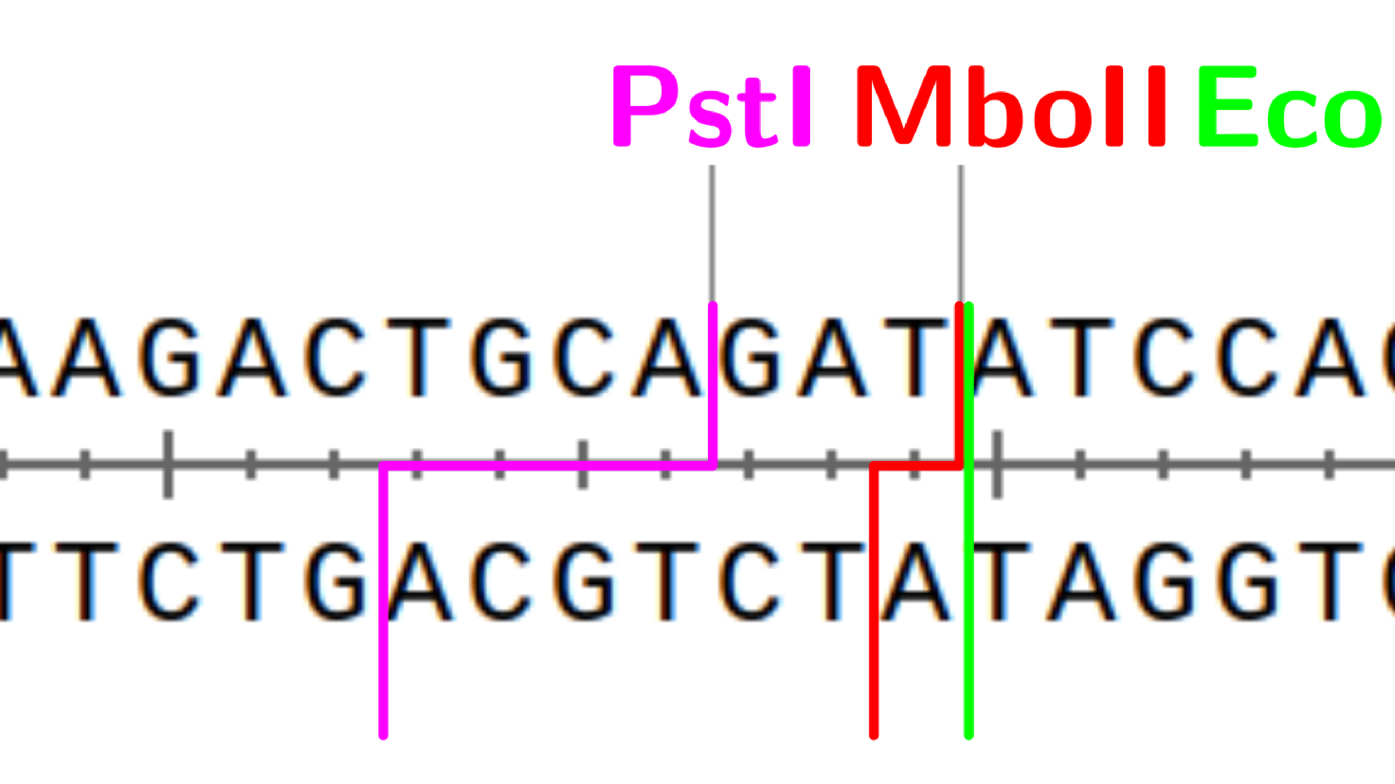 Shortcoming of silent mutagenesis tools (EMBOSS, GCK): WatCut as a solution