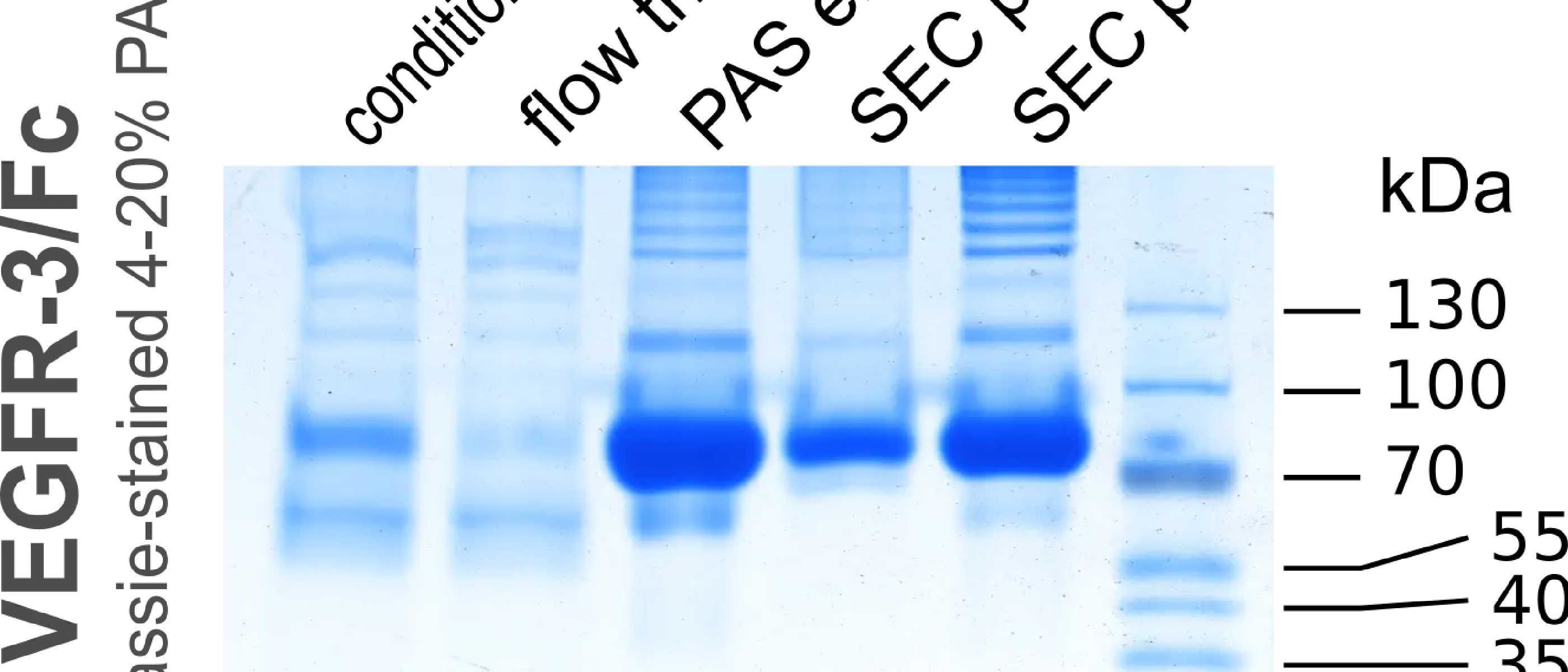 FPLC Protein purification course