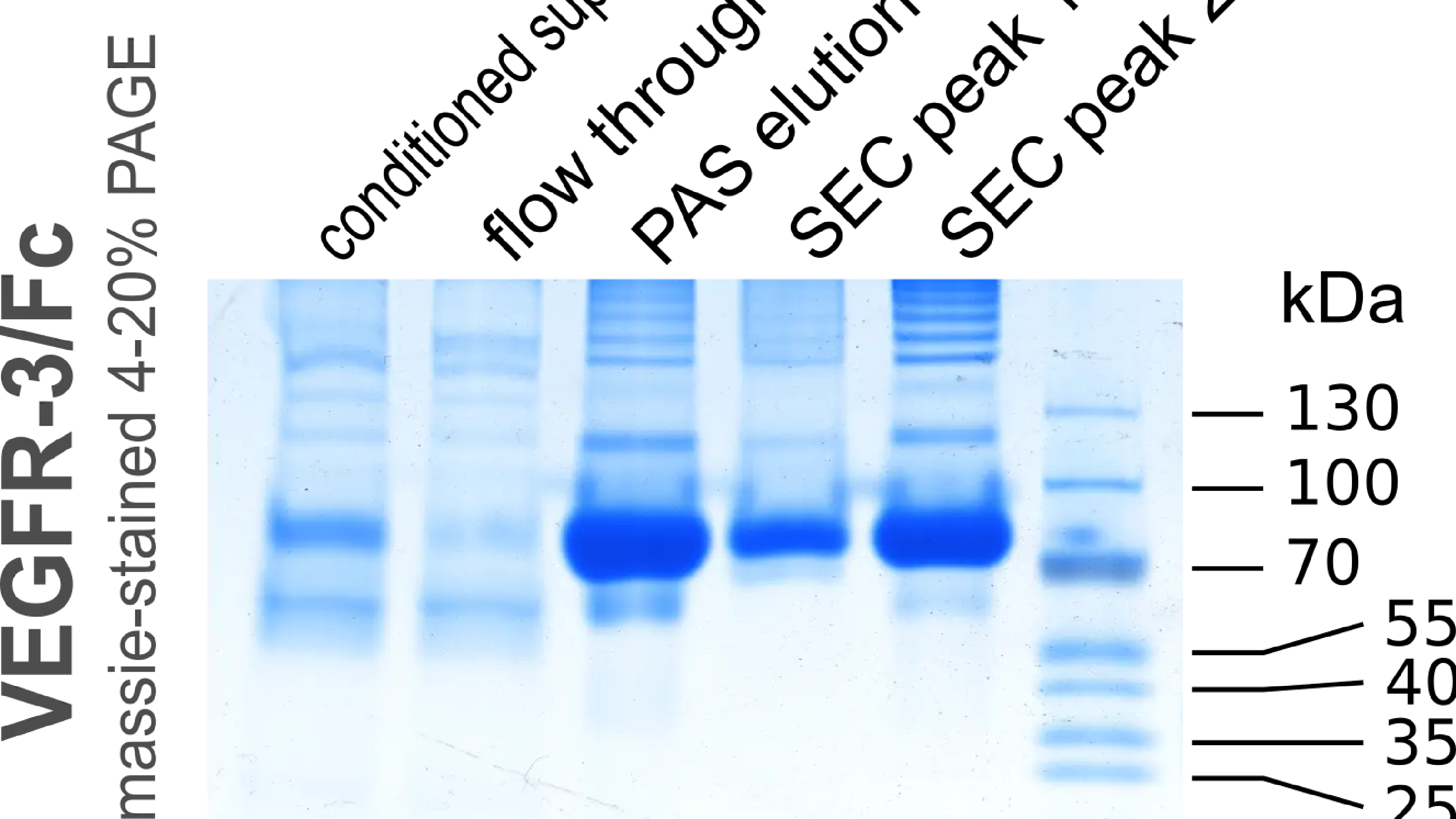 FPLC Protein purification course