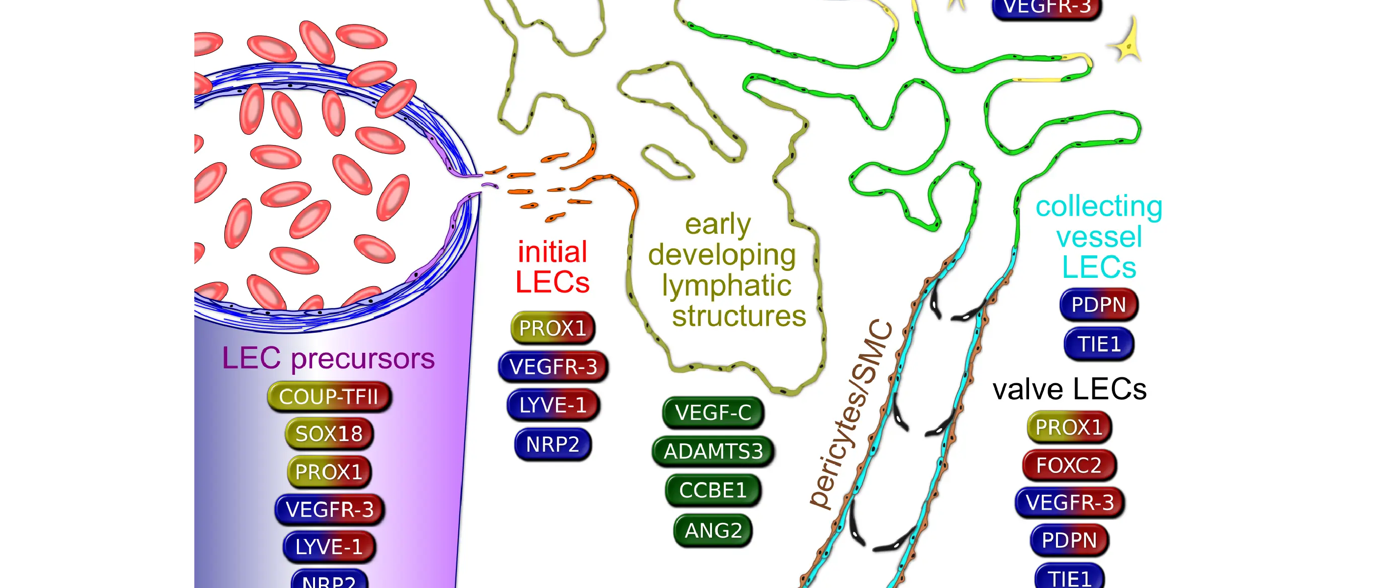 Minireview about key molecules in lymphatic development, function, and identification