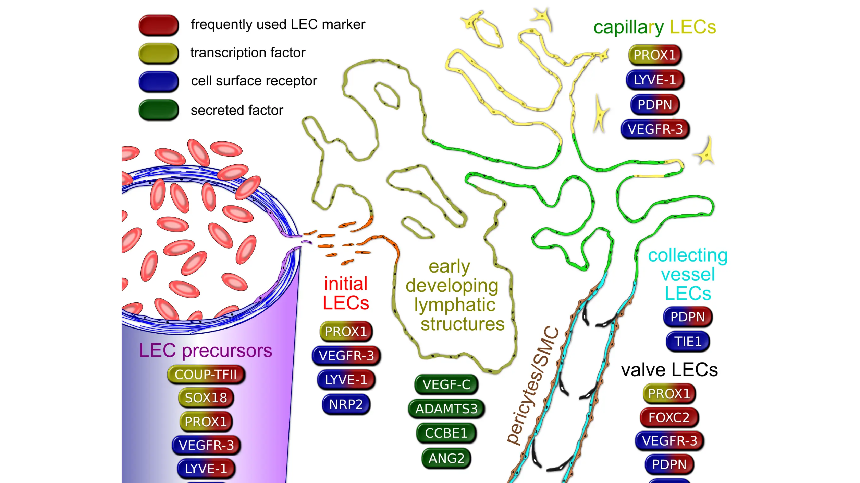 Minireview about key molecules in lymphatic development, function, and identification