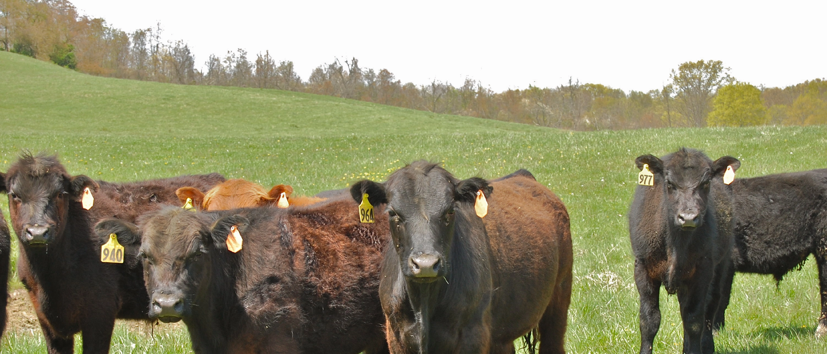 Human versus bovine methane production