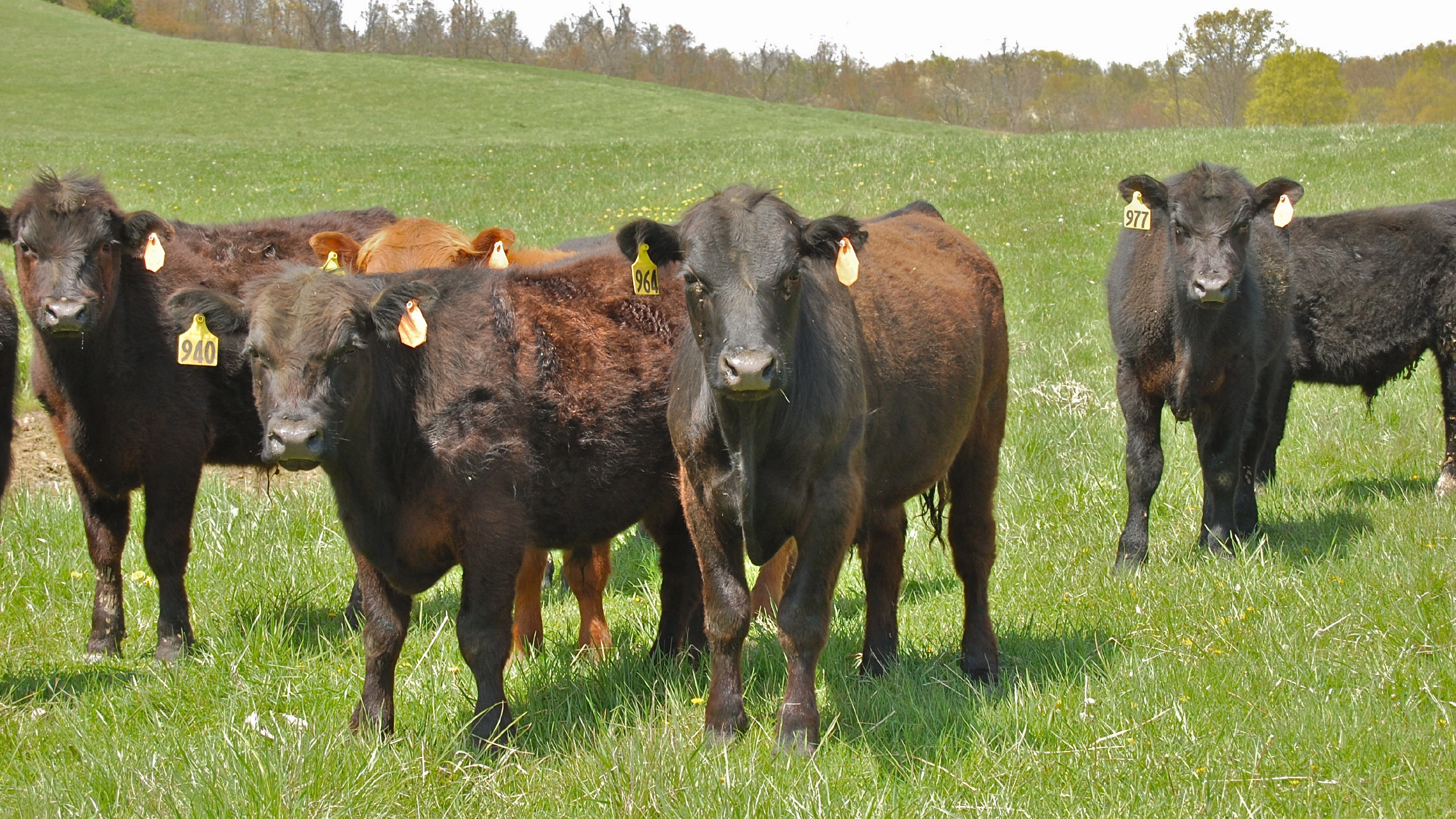 Human versus bovine methane production