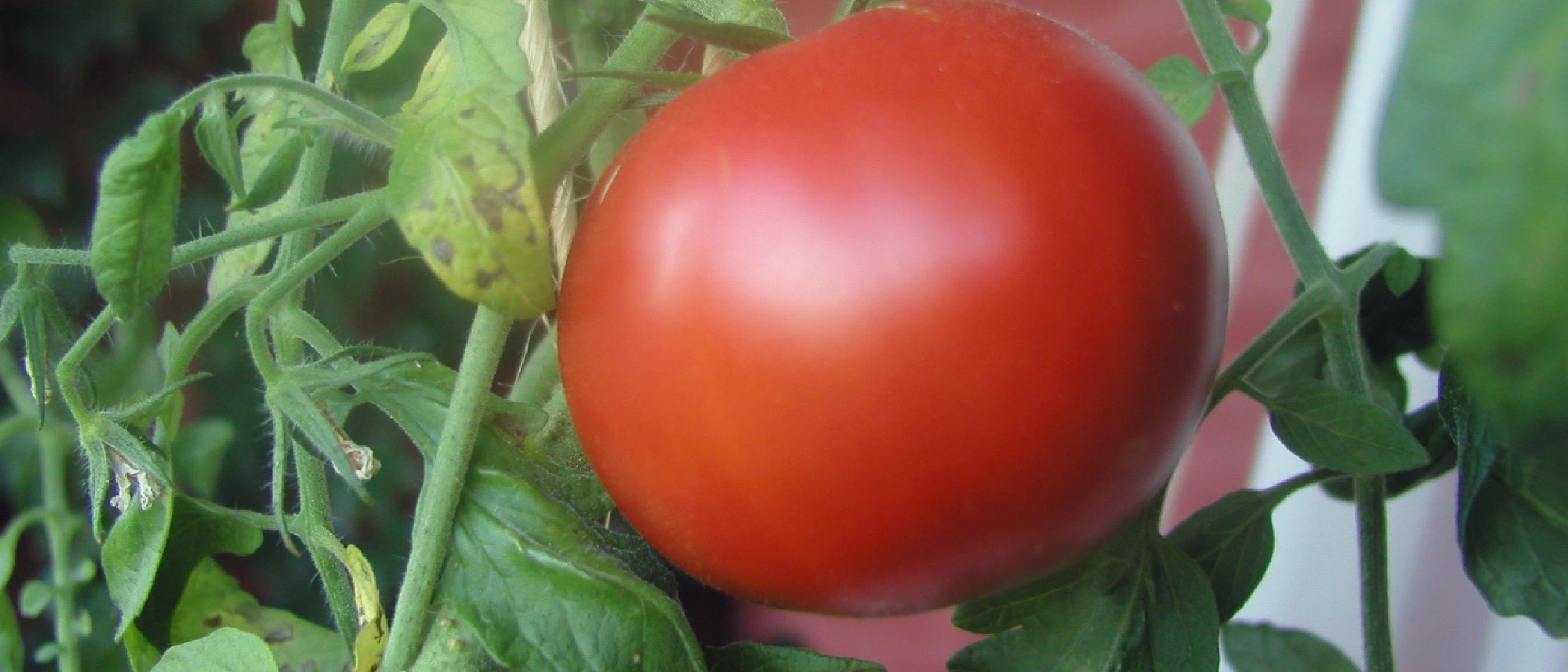 Growing tomatoes on a balcony in Finland