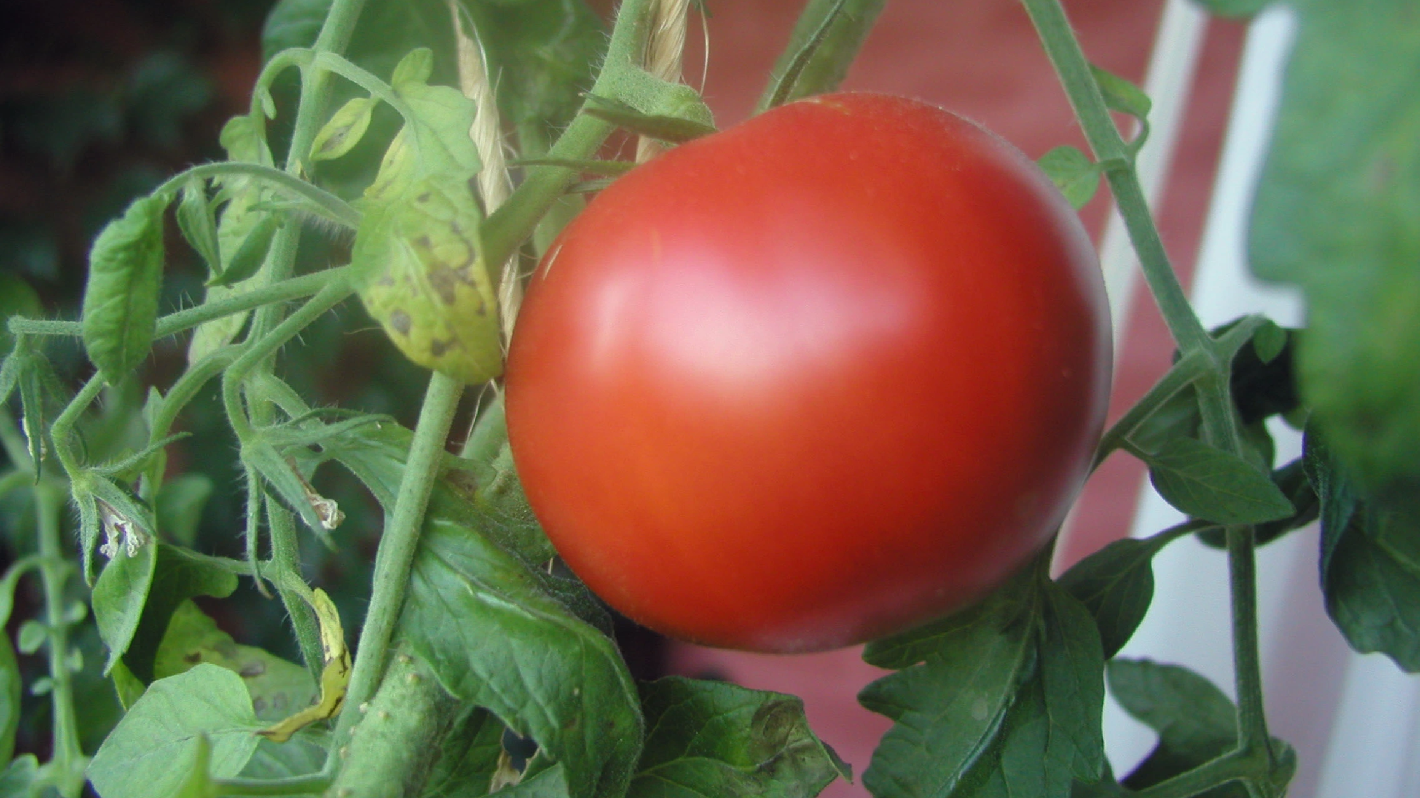 Growing tomatoes on a balcony in Finland