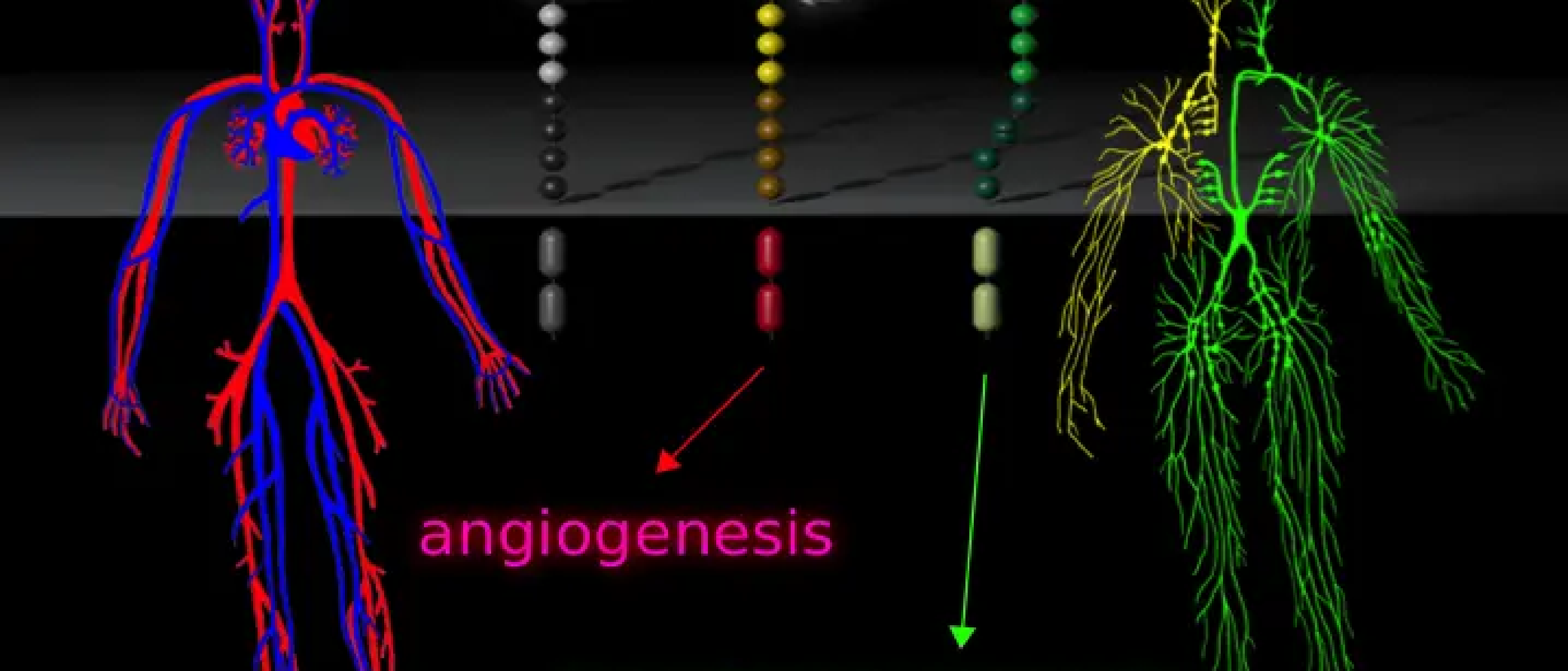 New Mechanisms of Lymphangiogenesis and Lymphedema