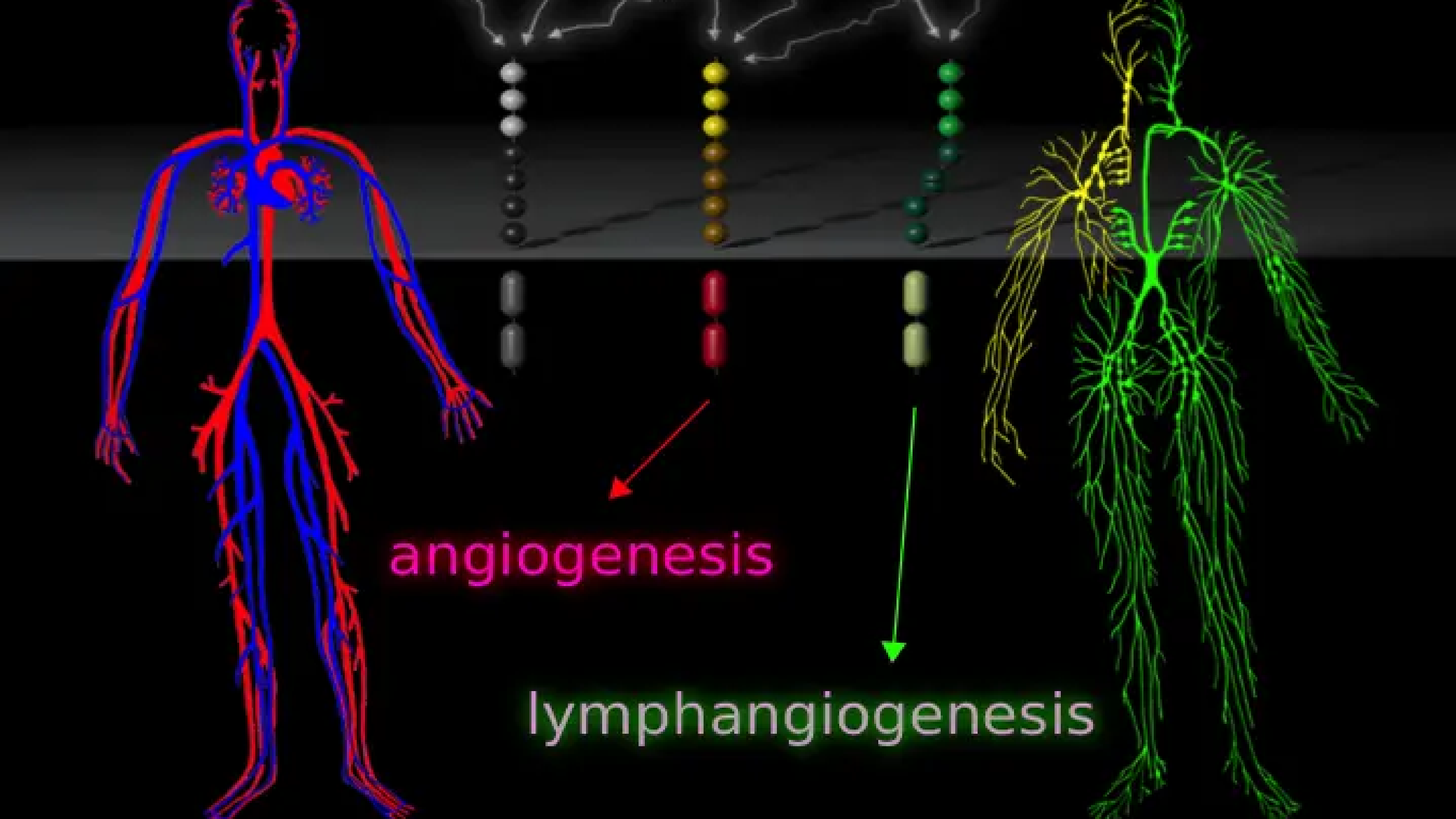 Lymfangiogeneesin ja lymfedeeman uudet mekanismit