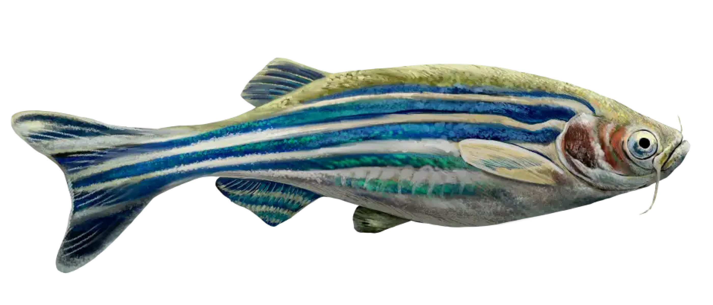 Lymphatics as the origin of the fish secondary vascular system