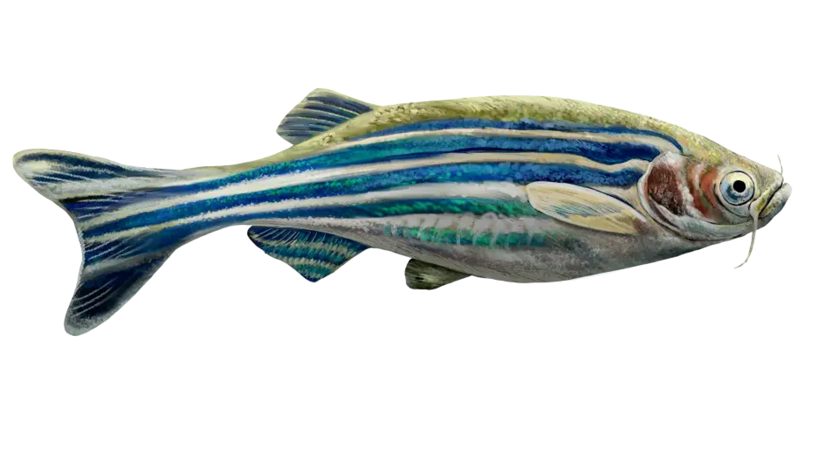 Lymphatics as the origin of the fish secondary vascular system