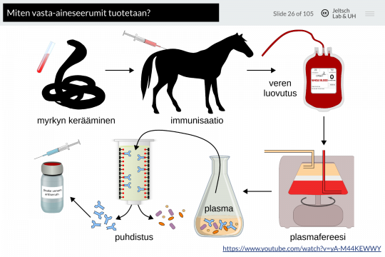 Slide from the antibody lecture (FARM-310)