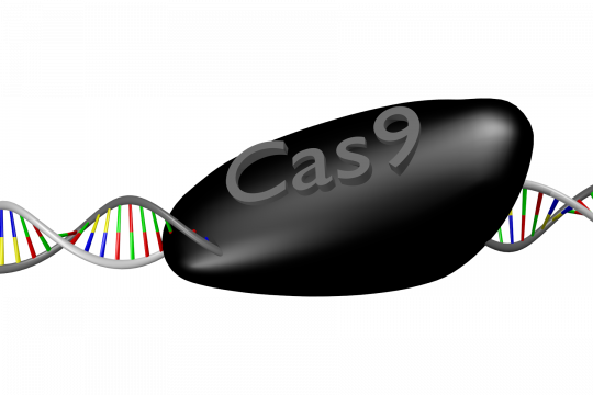Cas9 on a DNA helix