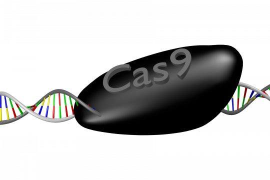 Cas9 on a DNA helix Cas9 on a DNA helix