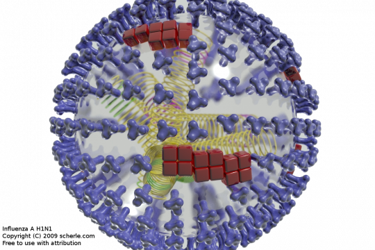 influenza A virus influenza A virus