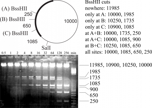 snapgene viewer restriction digest