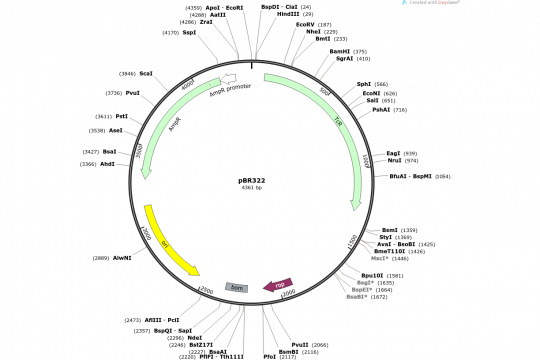 add pieces in to plasmid maps snapgene viewer