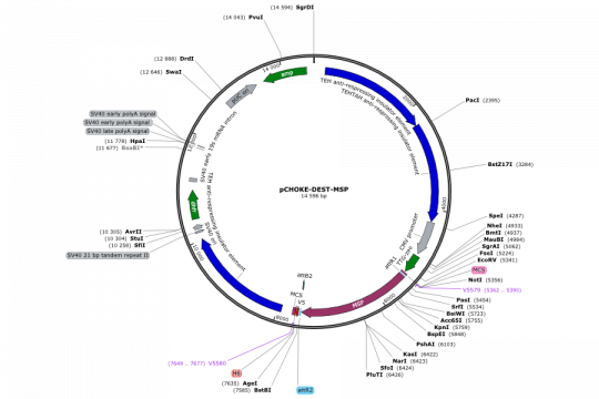 Plasmid map