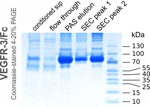 fplc protein purification course michael s domain