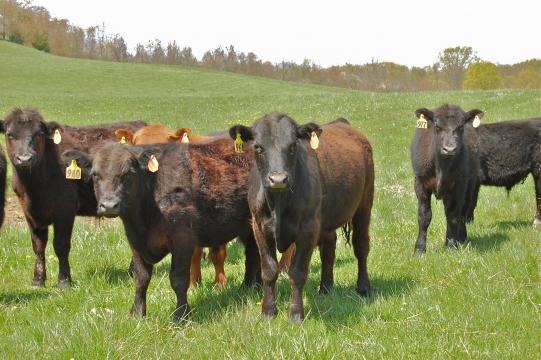 "Staring cows" by Sarah Hina is licensed under CC BY-NC 2.0. To view a copy of this license, visit https://creativecommons.org/licenses/by-nc/2.0/