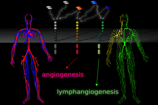 The blood and lymphatic vascular systems