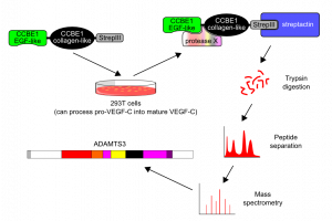 Identifizierung von ADAMTS3 aus dem Zellkulturüberstand von CCBE1-transfizierten 293T-Zellen