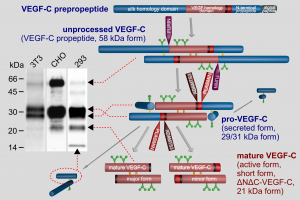 VEGF-C:n proteolyyttinen aktivointi