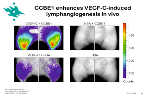 CCBE1 enhances VEGF-C-induced lymphangiogenesis in vivo