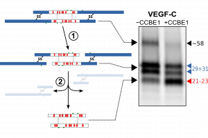 VEGF-C processing by ADAMTS3/CCBE1