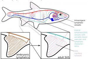 Hybrid model of fish SVS and lymphatics